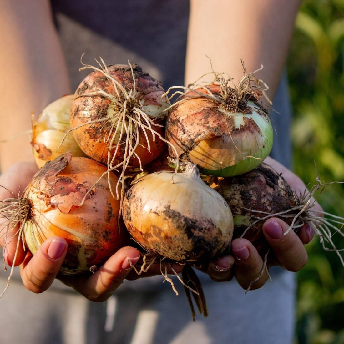 Seizoensgroenten januari
