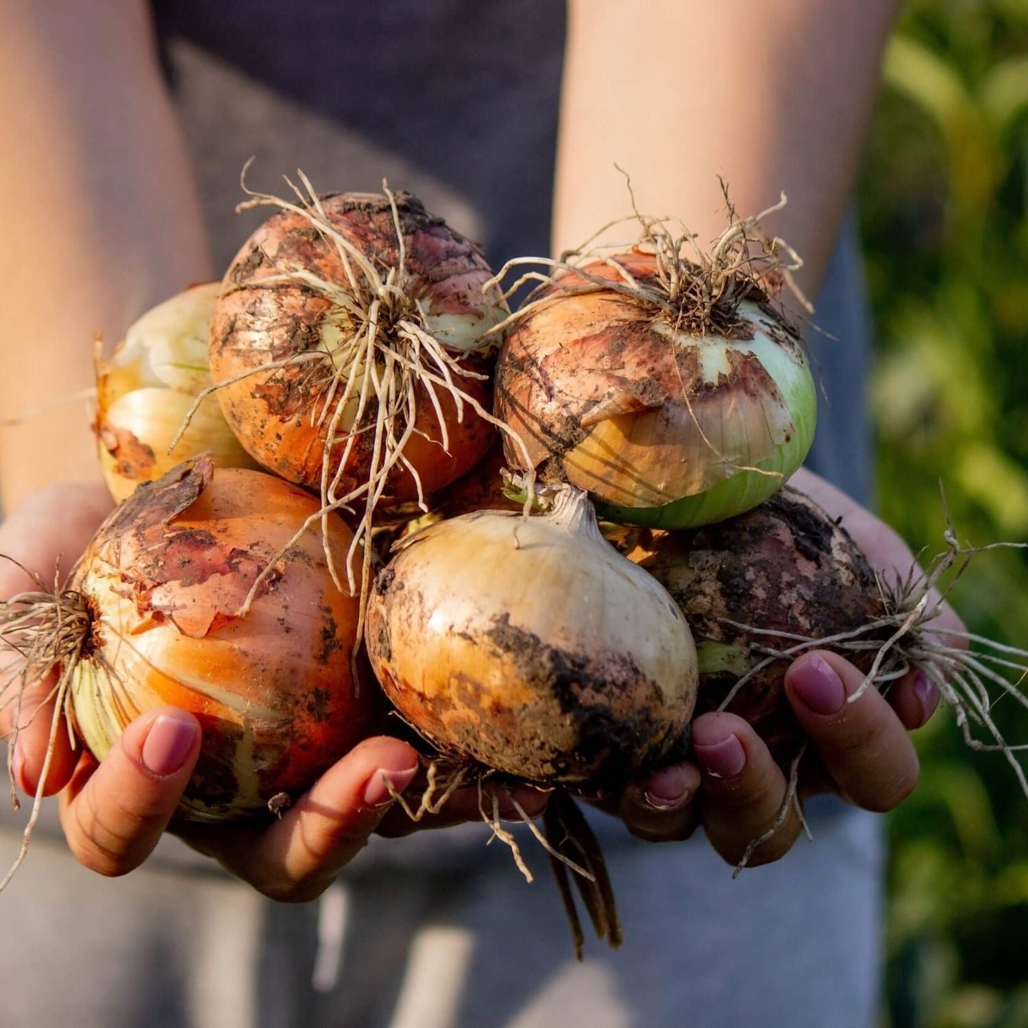Seizoensgroenten januari