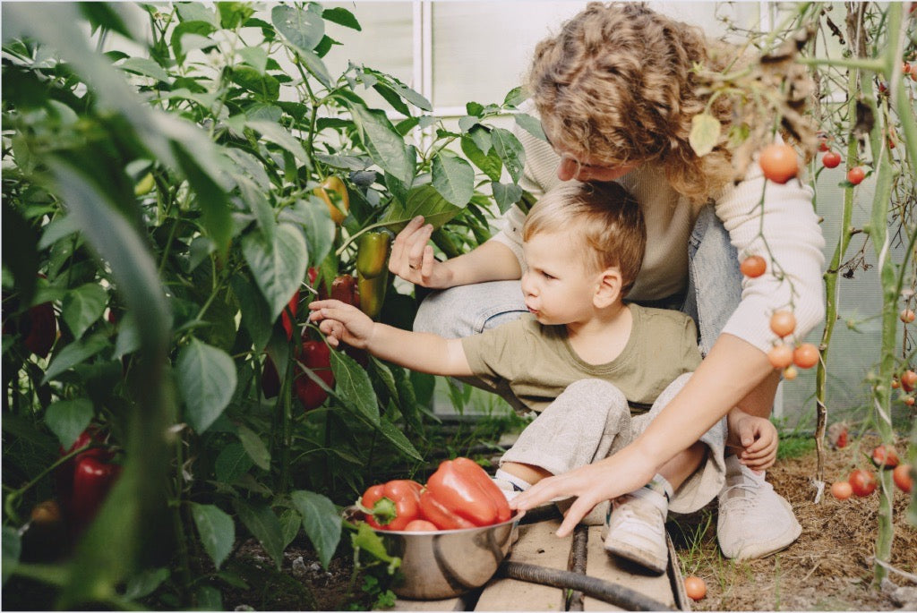 Moeder en kind plukken rijpe tomaten in een zonnige serre, omringd door groene planten en overvloedige groenten.